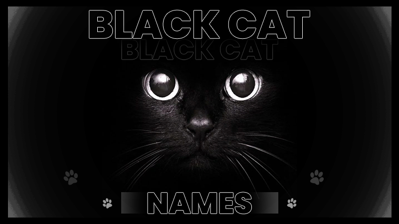 black cat