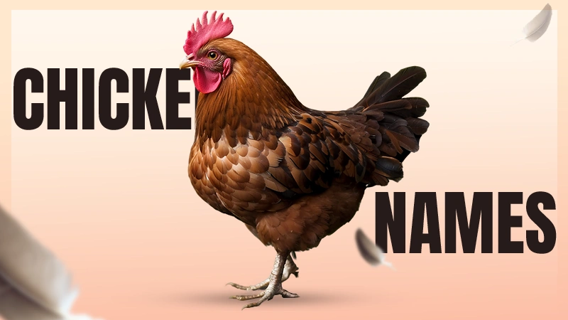 funny chicken name