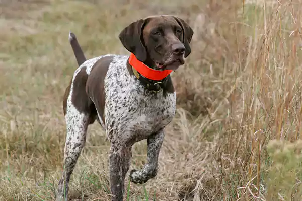 A bird dog breed