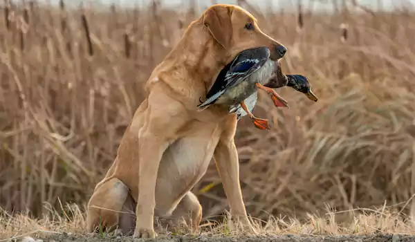 A duck hunting dog