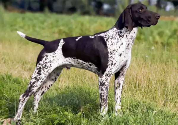 A hunting dog breed