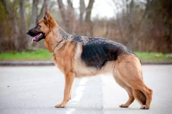 A ranger dog