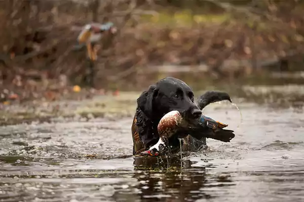 A waterfowl dog