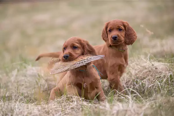 Hunting puppies