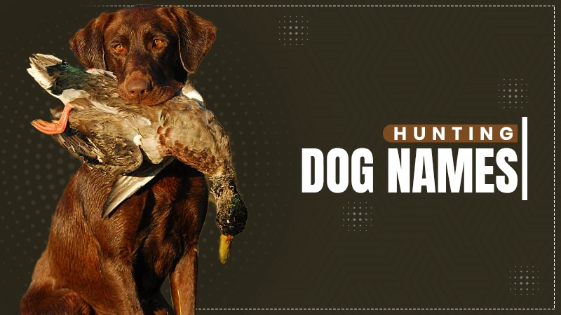 hunting dog name